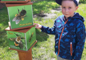 chłopiec wskazuje zdjęcie pszczoły