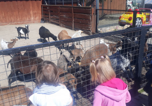 dzieci oglądają kozy