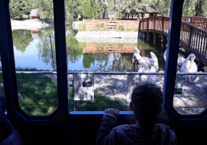 przedszkolaki zwiedzają zoo
