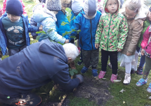 pan sadzi drzewo w ogrodzie przedszkolnym, dzieci obserwują jego prace