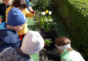 dzieci podziwiają roślinki, które wyrosły w ogródku przedszkolnym