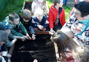 dzieci z pania sieją warzywa w przedszkolnym ogródku