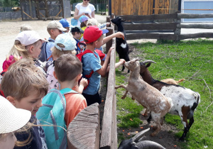 przedszkolaki karmią kozy