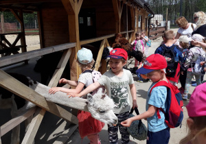 przedszkolaki stoją przed zagrodą z alpakami, chłopiec w białej bluzce głaszcze zwierzę obok stoi dziecko, które karmi marchewką alpakę