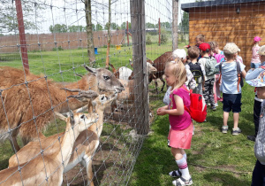 dzieci obserwują zwierzęta