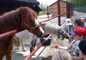 dzieci karmią konie