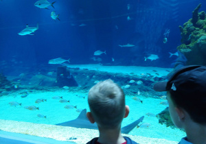 chłopiec ogląda pływające rybki w podwodnym tunelu