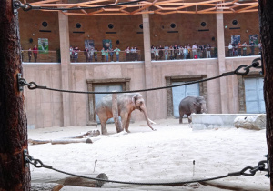 uczestnicy wycieczki przyglądają się słoniom