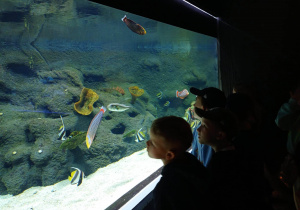 dzieci spacerują w podwodnym tunelu podziwiają podwodny świat zwierząt