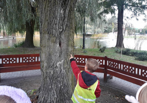 chłopiec wskazuje palcem na drzewo